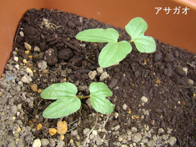 アサガオを植えて緑のカーテンを作ろう！