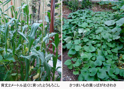 corn-potato2009.jpg