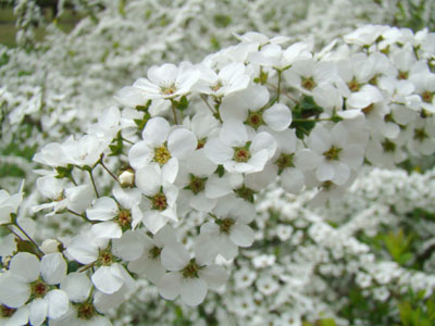 コデマリの花の写真