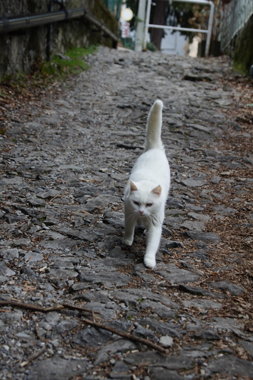 山道で出会った猫