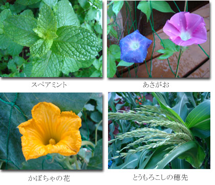 garden20090716.jpg