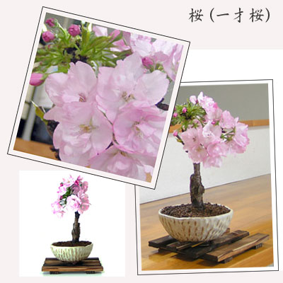 小品盆栽「桜（一才桜）」　by ガーデン×ガーデン