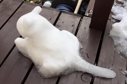 雪猫　ゆきねこ　snowcat