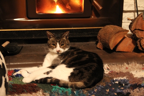 暖炉の前でくつろぐ猫
