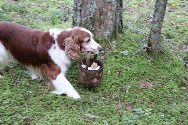 ラトビアの森でキノコ狩りを手伝う犬のトフィー君